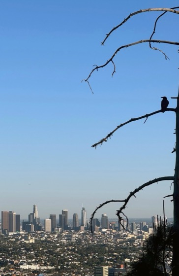 City of Angels