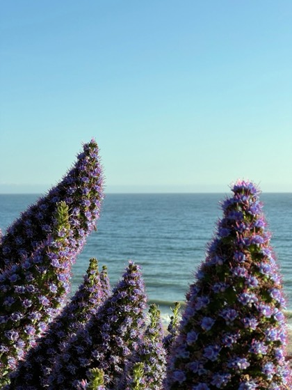 Lucky Flowers