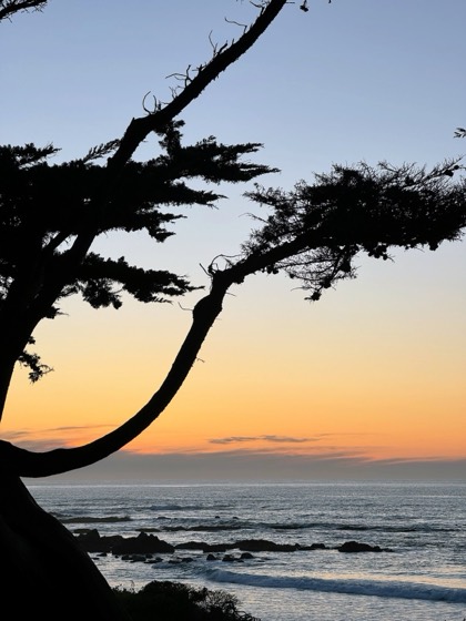 Monterey Cypress on a Sunset