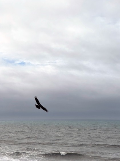 Pacific's Red-tailed Hawk